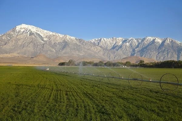 Irrigation sprinkler in agricultural fields in Bishop, California, USA