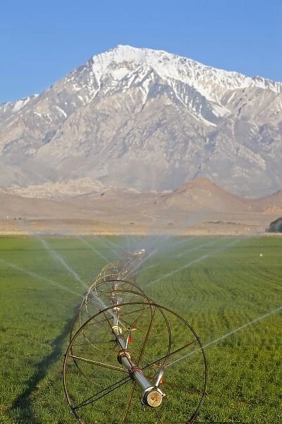 Irrigation sprinkler in agricultural fields in Bishop California