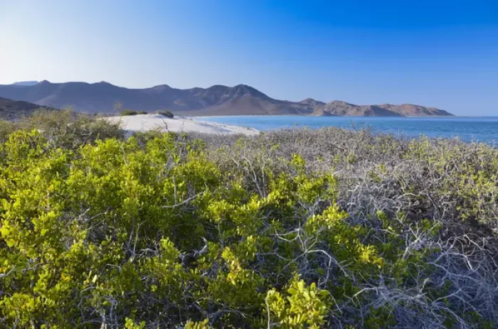 Framed Print : Isla de Espiritu Santo, Baja, Mexico, Blue sky and succulent brush Framed Print : Isla de Espiritu Santo, Baja, Mexico, Blue sky and succulent brush