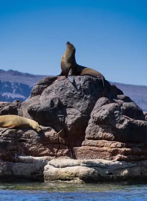 Framed Print : Isla de Espiritu Santo, Baja, Mexico, California Sea Lion basks on elevated rocks