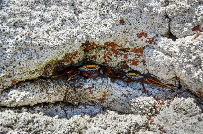 Framed Print : Isla de Espiritu Santo, Baja, Mexico, Sally Lightfoot Crabs in barnacle-encrusted crevice
