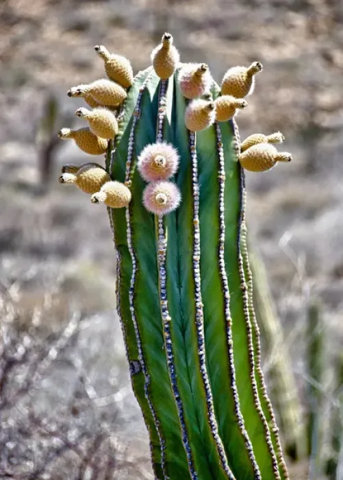 Framed Print : Isla de Espiritu Santo, Baja, Mexico, Pachycereus pringlei, cardo n cactus with fruit