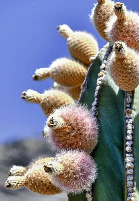 Framed Print : Isla de Espiritu Santo, Baja, Mexico, Pachycereus pringlei, cardo n cactus, close-up of fruit Framed Print : Isla de Espiritu Santo, Baja, Mexico, Pachycereus pringlei, cardo n cactus, close-up of fruit