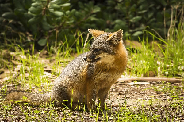 Island fox (Urocyon littoralis), Santa Cruz Island, Channel Islands National Park