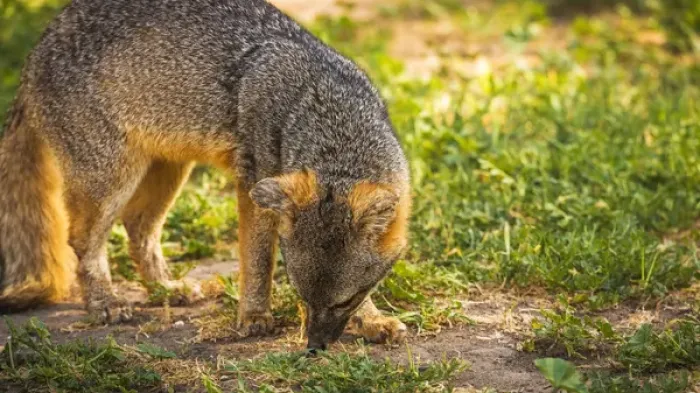 Framed Print : Island fox (Urocyon littoralis), Santa Cruz Island, Channel Islands National Park