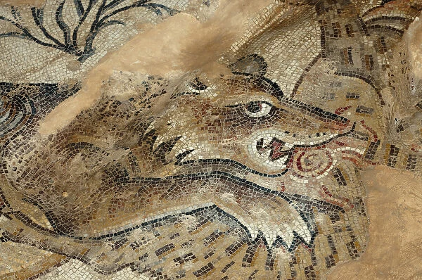 Israel, Lower Galilee, floor mosaic of an animal from the mishnaic period at Zippori