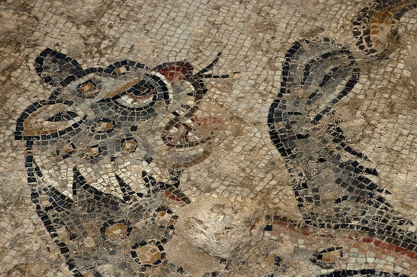 Israel, Lower Galilee, floor mosaic of a tiger from the mishnaic period at Zippori
