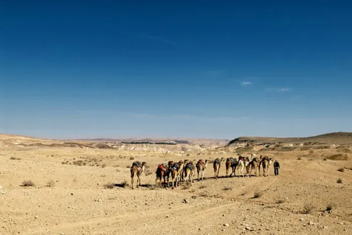 Framed Print : Israel, Negev Desert. A Bedouin man walks with his camels across the desert Framed Print : Israel, Negev Desert. A Bedouin man walks with his camels across the desert