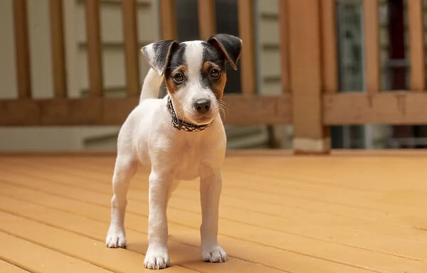 Issaquah, USA. Two month old Jack Russell Terrier standing on his deck. (PR)