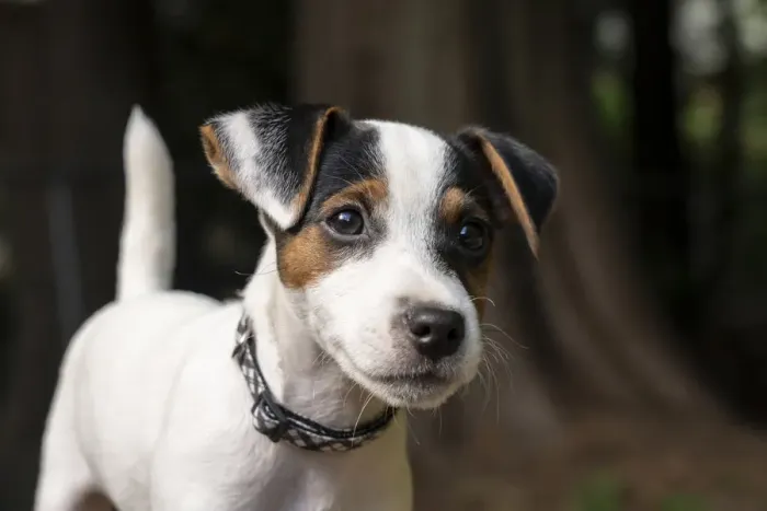Framed Print : Issaquah, USA. Two month old Jack Russell Terrier outdoor portrait. (PR) Framed Print : Issaquah, USA. Two month old Jack Russell Terrier outdoor portrait. (PR)