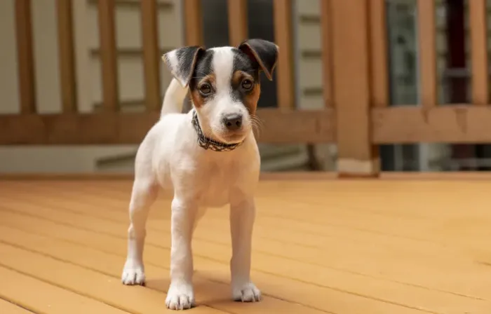 Framed Print : Issaquah, USA. Two month old Jack Russell Terrier standing on his deck. (PR)