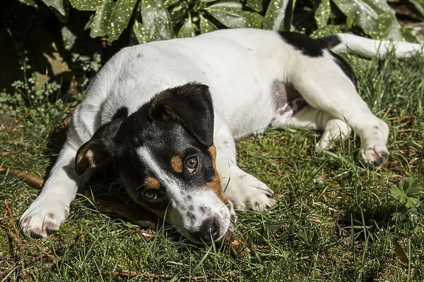 Issaquah, Washington. Four month old Fox Terrier, Hound mixed breed puppy resting