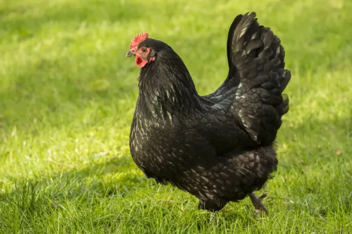 Framed Print : Issaquah, Washington State, USA. Free-ranging Black Australorp chicken. (PR) Framed Print : Issaquah, Washington State, USA. Free-ranging Black Australorp chicken. (PR)