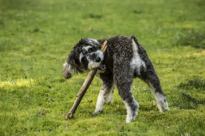 Framed Print : Issaquah, Washington State, USA. Schnoodle puppy chewing on a stick in his yard. (PR) Framed Print : Issaquah, Washington State, USA. Schnoodle puppy chewing on a stick in his yard. (PR)
