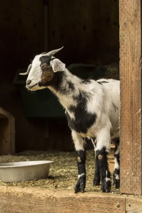 Framed Print : Issaquah, Washington State, USA. Adult doe mixed breed goat looking out from the barn Framed Print : Issaquah, Washington State, USA. Adult doe mixed breed goat looking out from the barn