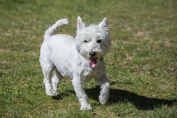 Issaquah, Washington State, USA. Westie running with great enjoyment in the park. (PR)