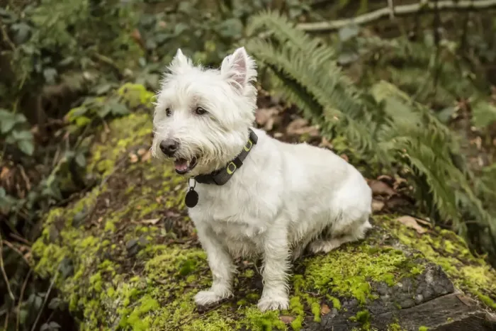 Framed Print : Issaquah, Washington State, USA. Westie posing outside as he sits on a large moss-covered