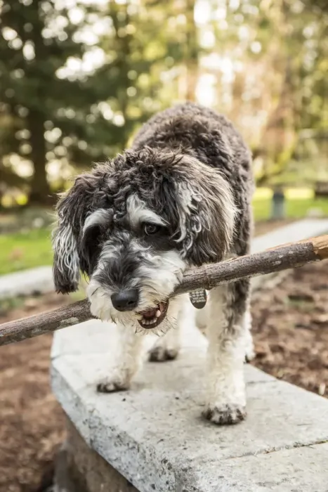 Framed Print : Issaquah, Washington State, USA. Schnoodle puppy carrying a stick in his yard. (PR) Framed Print : Issaquah, Washington State, USA. Schnoodle puppy carrying a stick in his yard. (PR)