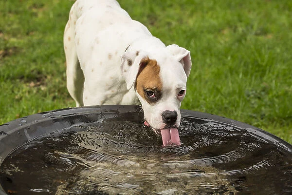 Issaquah, Washington State, USA. Nikita, a Boxer puppy drinking from a large rain-filled