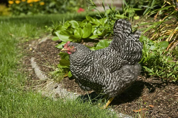 Issaquah, Washington State, USA. Free-ranging Barred Plymouth Rock chicken in a flower bed