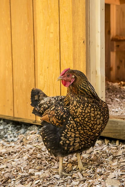 Issaquah, Washington State, USA. Golden Laced Wyandotte hen in front of a barn. (PR)