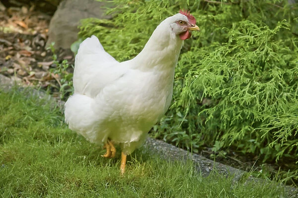 Issaquah, Washington State, USA. Free-ranging White Plymouth Rock chicken roaming across the lawn