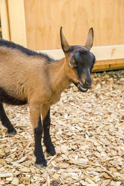 Issaquah, Washington State, USA. 11 week old Oberhasli goat standing near its barn. (PR)
