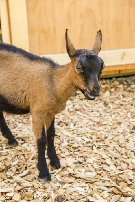 Framed Print : Issaquah, Washington State, USA. 11 week old Oberhasli goat standing near its barn. (PR) Framed Print : Issaquah, Washington State, USA. 11 week old Oberhasli goat standing near its barn. (PR)