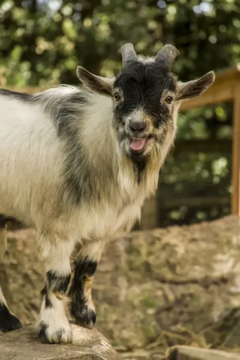 Framed Print : Issaquah, Washington State, USA. African Pygmy goat calling Framed Print : Issaquah, Washington State, USA. African Pygmy goat calling