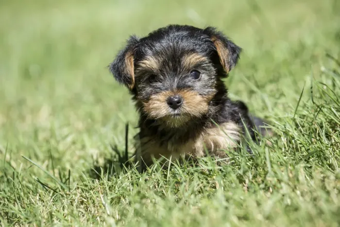 Framed Print : Issaquah, Washington State, USA. Cute tiny Yorkshire Terrier puppy experiencing his Framed Print : Issaquah, Washington State, USA. Cute tiny Yorkshire Terrier puppy experiencing his