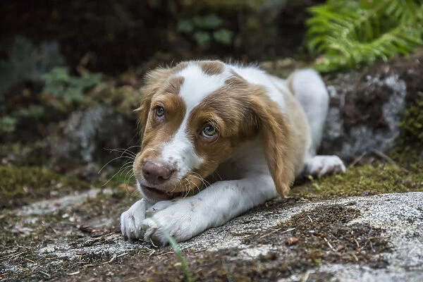 Issaquah, Washington State, USA. Two month old Brittany Spaniel enjoying a chew stick