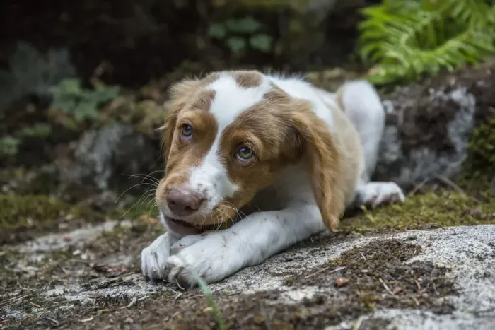 Framed Print : Issaquah, Washington State, USA. Two month old Brittany Spaniel enjoying a chew stick Framed Print : Issaquah, Washington State, USA. Two month old Brittany Spaniel enjoying a chew stick