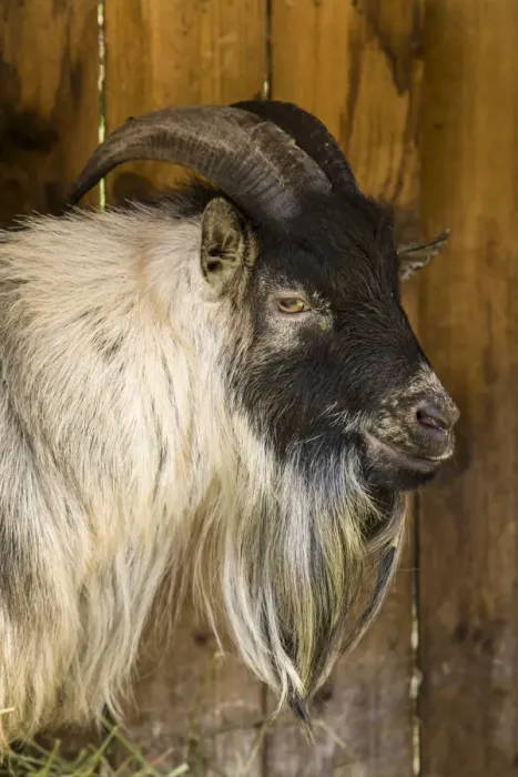 Framed Print : Issaquah, Washington State, USA. African Pygmy goat portrait Framed Print : Issaquah, Washington State, USA. African Pygmy goat portrait