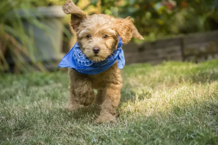Framed Print : Issaquah, Washington State, USA. Eight week old Goldendoodle puppy wearing a neckerchief
