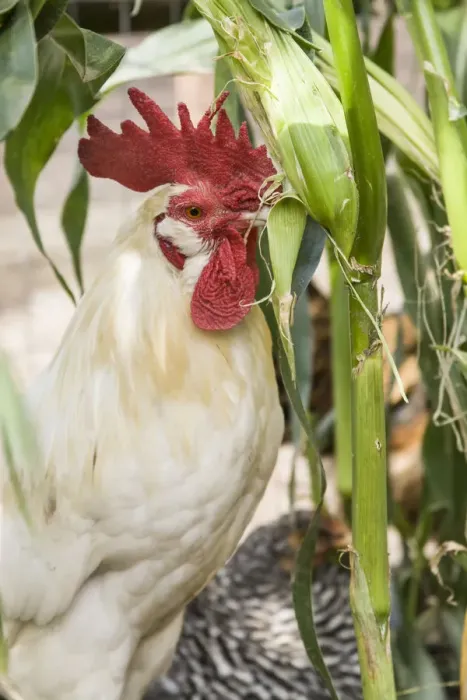 Framed Print : Issaquah, Washington State, USA. White Leghorn rooster eating an ear of corn from a garden Framed Print : Issaquah, Washington State, USA. White Leghorn rooster eating an ear of corn from a garden