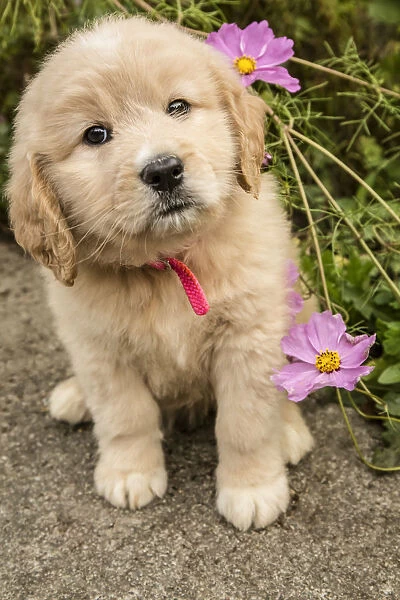 Issaquah, Washington State, USA. Cute seven week Goldendoodle puppy sitting by some