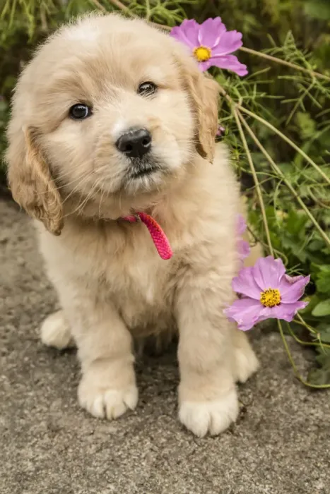 Framed Print : Issaquah, Washington State, USA. Cute seven week Goldendoodle puppy sitting by some