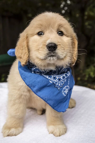 Issaquah, Washington State, USA. Cute seven week Goldendoodle puppy wearing a blue neckerchief