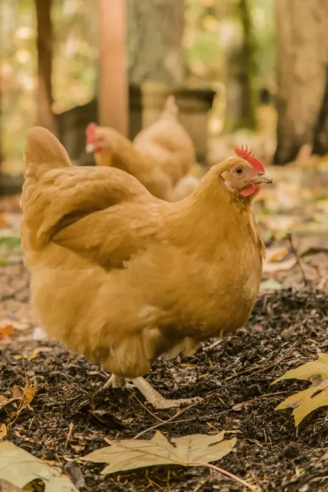 Framed Print : Issaquah, Washington State, USA. Free-ranging Buff Orpington chickens. (PR) Framed Print : Issaquah, Washington State, USA. Free-ranging Buff Orpington chickens. (PR)