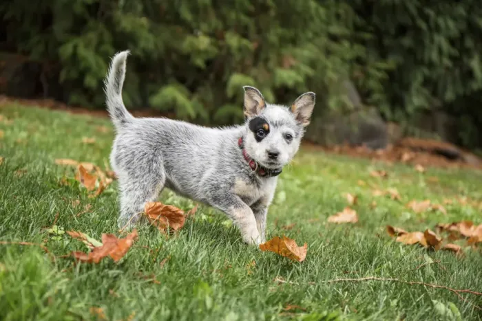 Framed Print : Issaquah, Washington State, USA. Ten week old Australian Cattledog puppy playing in her yard