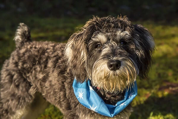Issaquah, Washington State, USA. Seven month old Schnoodle puppy wearing a bandana outside