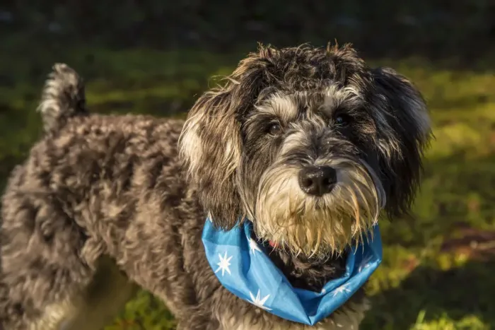 Framed Print : Issaquah, Washington State, USA. Seven month old Schnoodle puppy wearing a bandana outside Framed Print : Issaquah, Washington State, USA. Seven month old Schnoodle puppy wearing a bandana outside