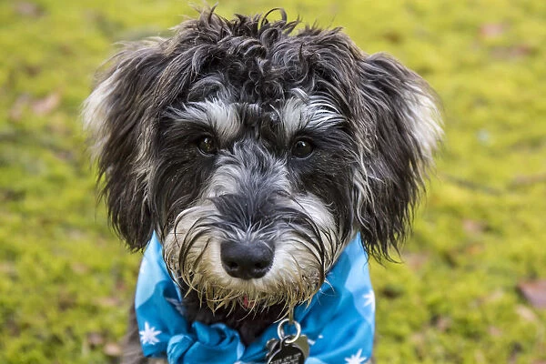 Issaquah, Washington State, USA. Close-up portrait of seven month old Schnoodle puppy