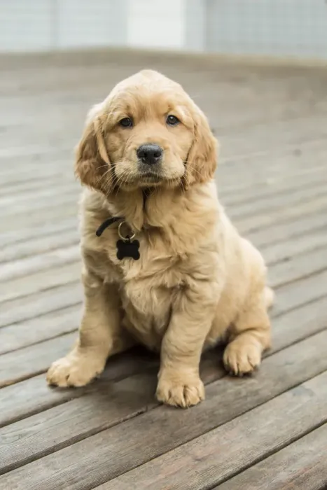 Framed Print : Issaquah, Washington State, USA. Eight week old Golden Retriever puppy sitting on a wooden deck Framed Print : Issaquah, Washington State, USA. Eight week old Golden Retriever puppy sitting on a wooden deck