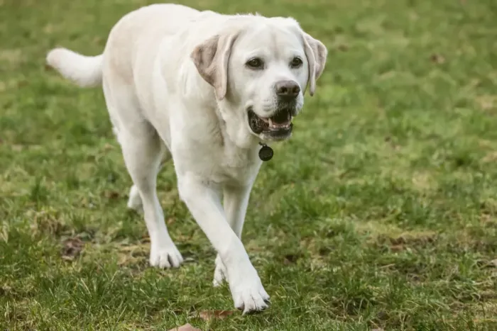 Framed Print : Issaquah, Washington State, USA. 6 year old English Yellow Labrador walking in a park