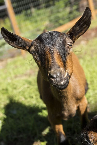 Issaquah, Washington State, USA. Close-up of an 11 week old Oberhasli goat. (PR)