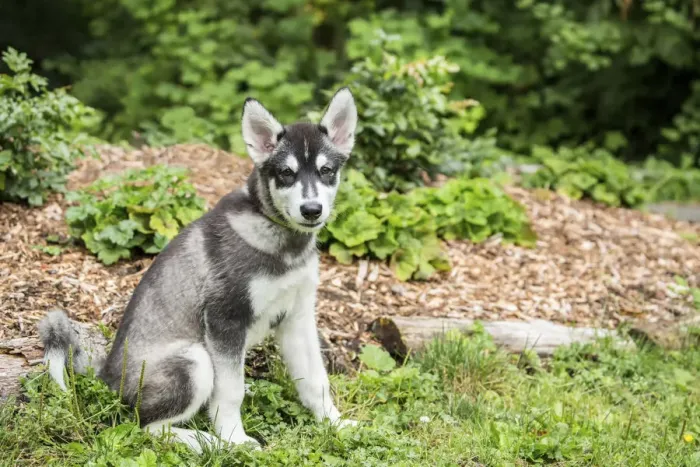 Framed Print : Issaquah, Washington State, USA. Three month old Alaskan Malamute puppy learning Framed Print : Issaquah, Washington State, USA. Three month old Alaskan Malamute puppy learning