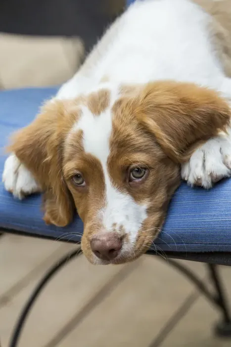 Framed Print : Issaquah, Washington State, USA. Close-up of a two month old Brittany Spaniel reclining