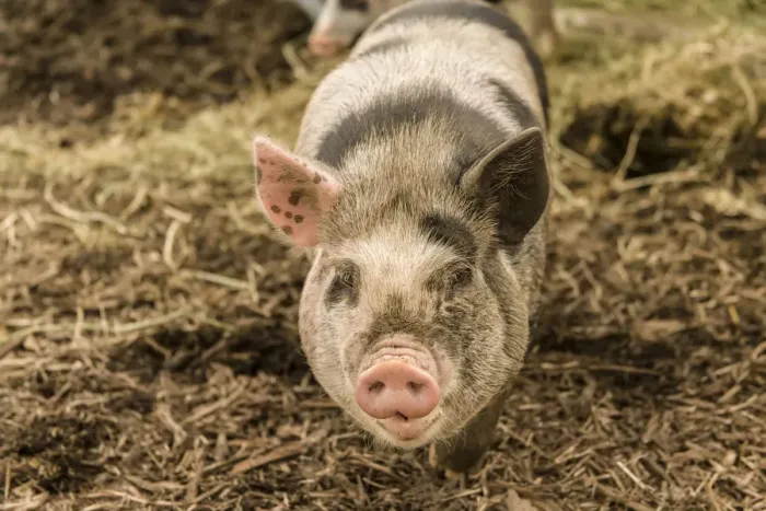 Framed Print : Issaquah, Washington State, USA. The Kunekune is a small breed of domestic pig with a docile Framed Print : Issaquah, Washington State, USA. The Kunekune is a small breed of domestic pig with a docile