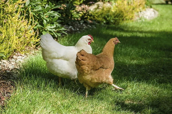 Issaquah, Washington State, USA. Free-ranging White Plymouth Rock and Buff Orpington chickens